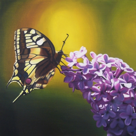 Farfalla