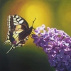 Farfalla