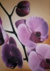 Orchidee